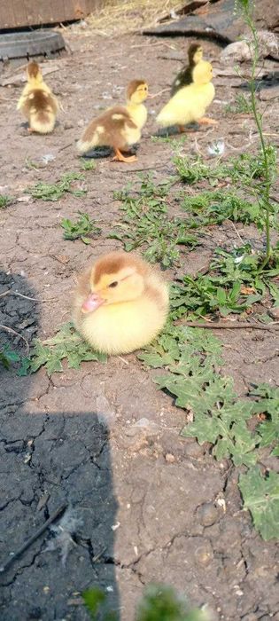 индоутята мускусные утята індокачки