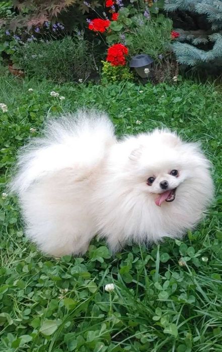 Молода super хутрова дівчинка-ігрунка в міні розмірі. Киянка