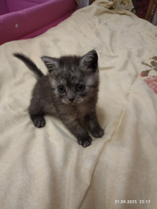 Скотіш страйт Дівчинка
