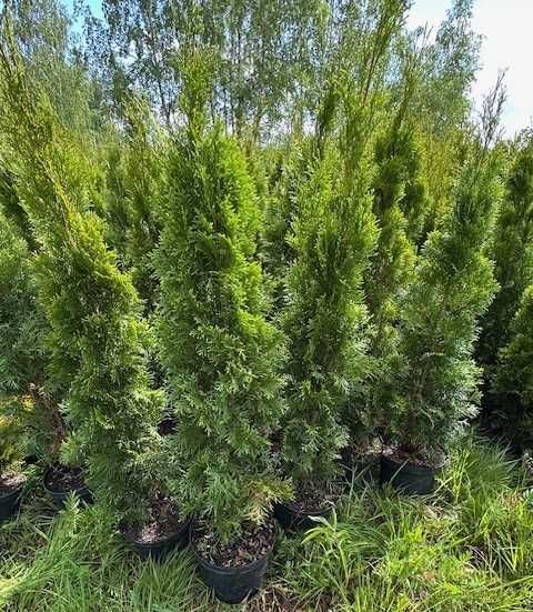 TUJA Szmaragd 120-130cm - Wroclaw i okolice - detal - Tuje