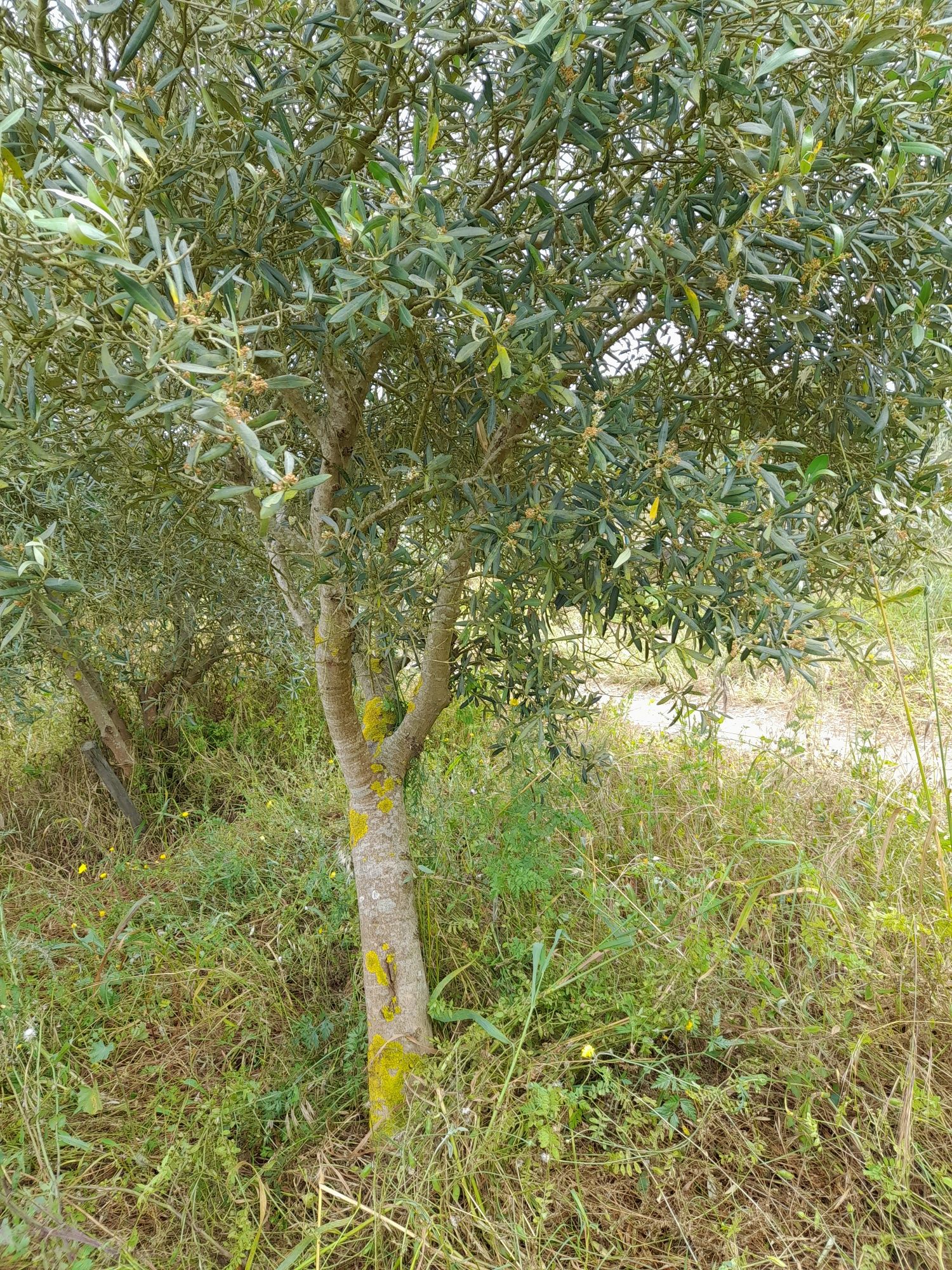 Oliveiras de jardim