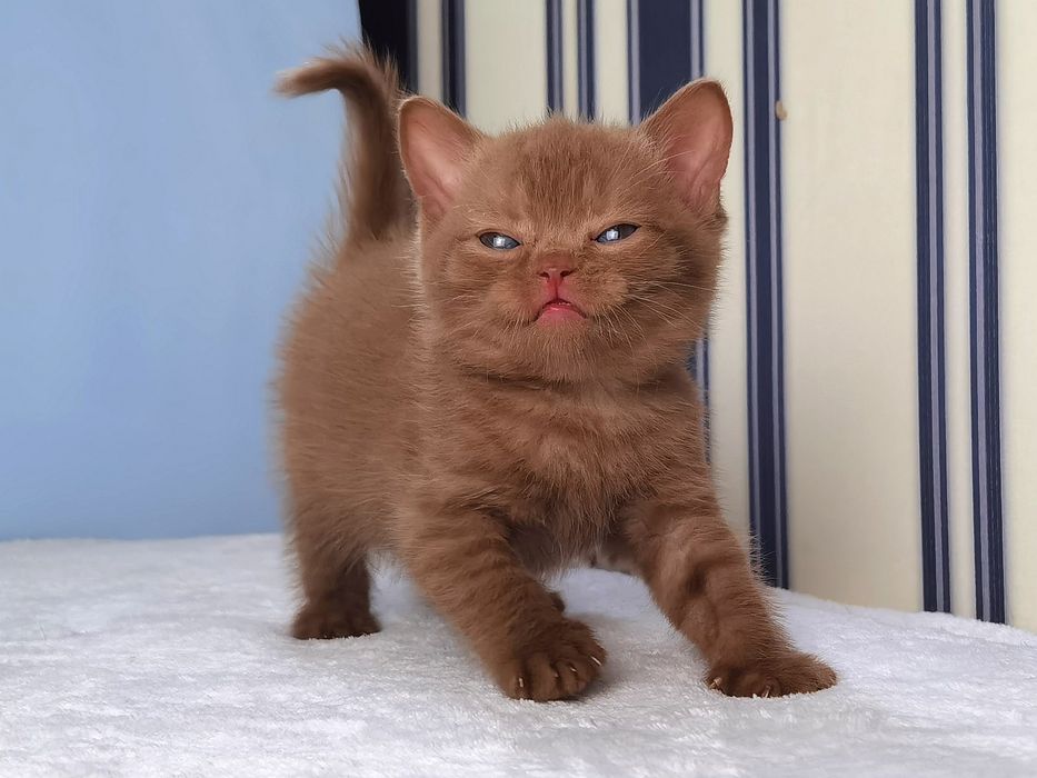 Шотландский котик в редком окрасе циннамон с документами
