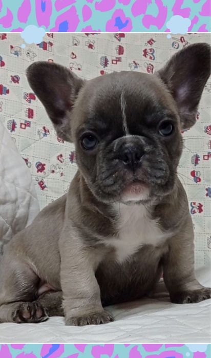 Девочка мини размер французик