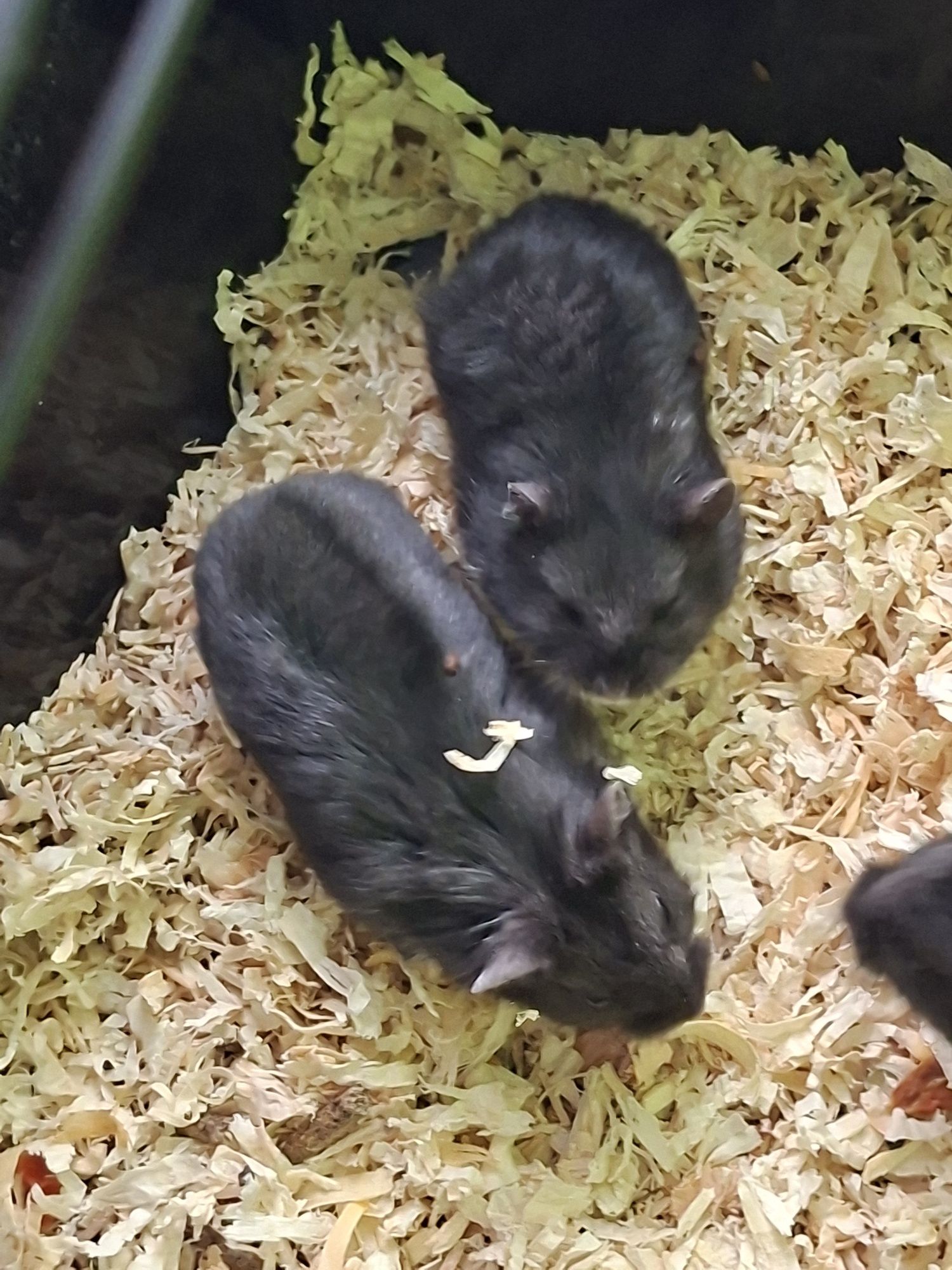 Chomiki dzungalskie