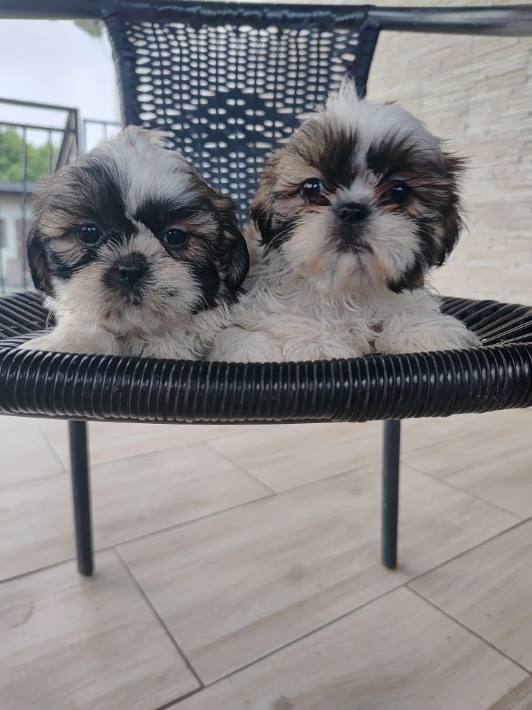 Shih Tzu suczki gotowe do odbioru