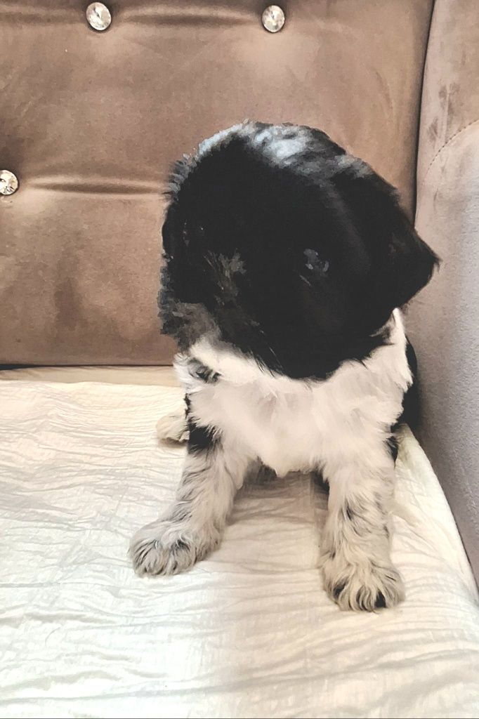 Cudna suczka, szczenię Shih tzu