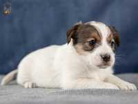 Jack Russell Terrier ZKwP FCI suczka