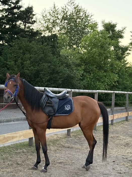 Piekna klacz Arabska Kuhajlanka Pure Polisch