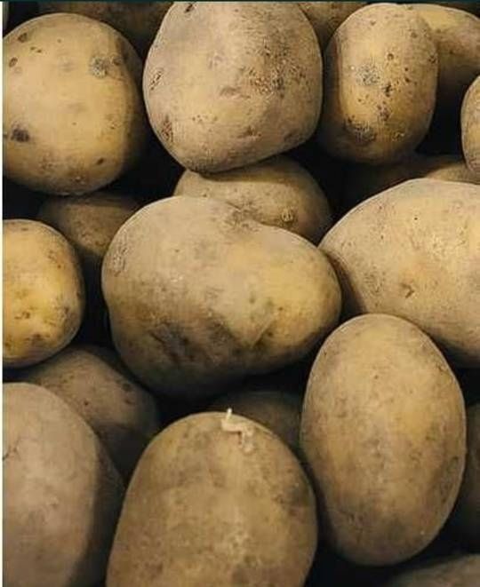 Ziemniaki Bryza oryginalne Wrocław Transport