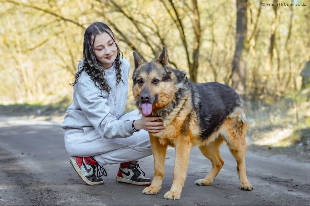 Demon-odpowiedzialny i świadomy dom poszukiwany-adoptuj psa