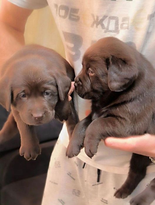 Белый Мишка Лабрадорчики Элитные щенки Питомника есть Шоколад мальчик