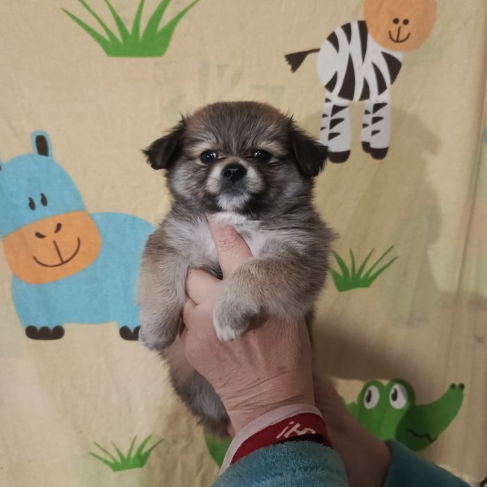 Дівчінка шпиц руденька