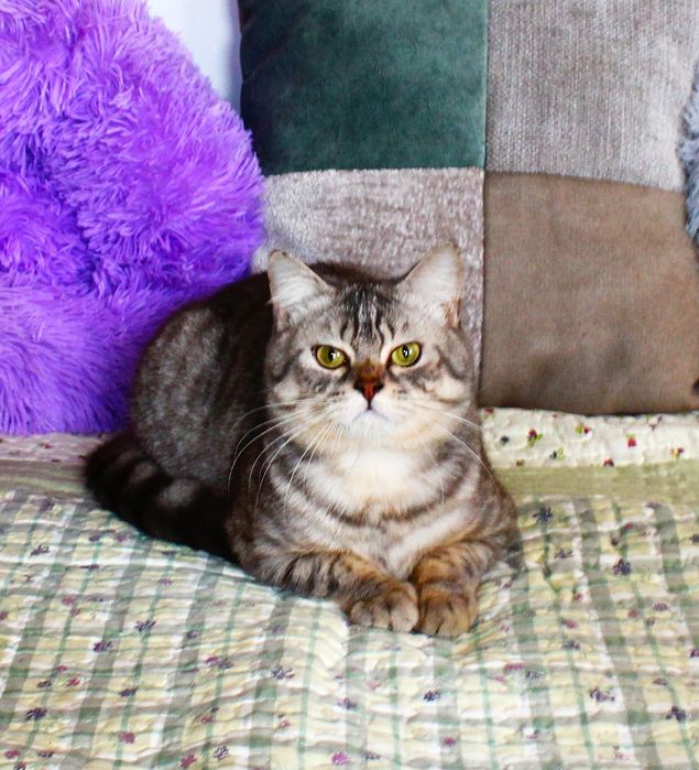 Красень британець