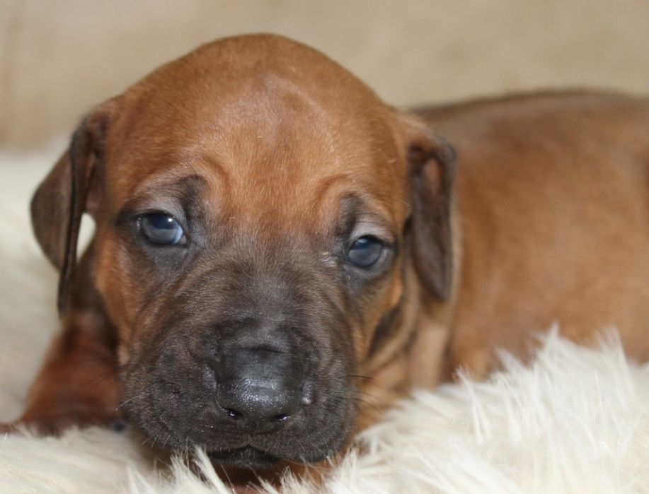 Rhodesian Ridgeback-urocza suczka