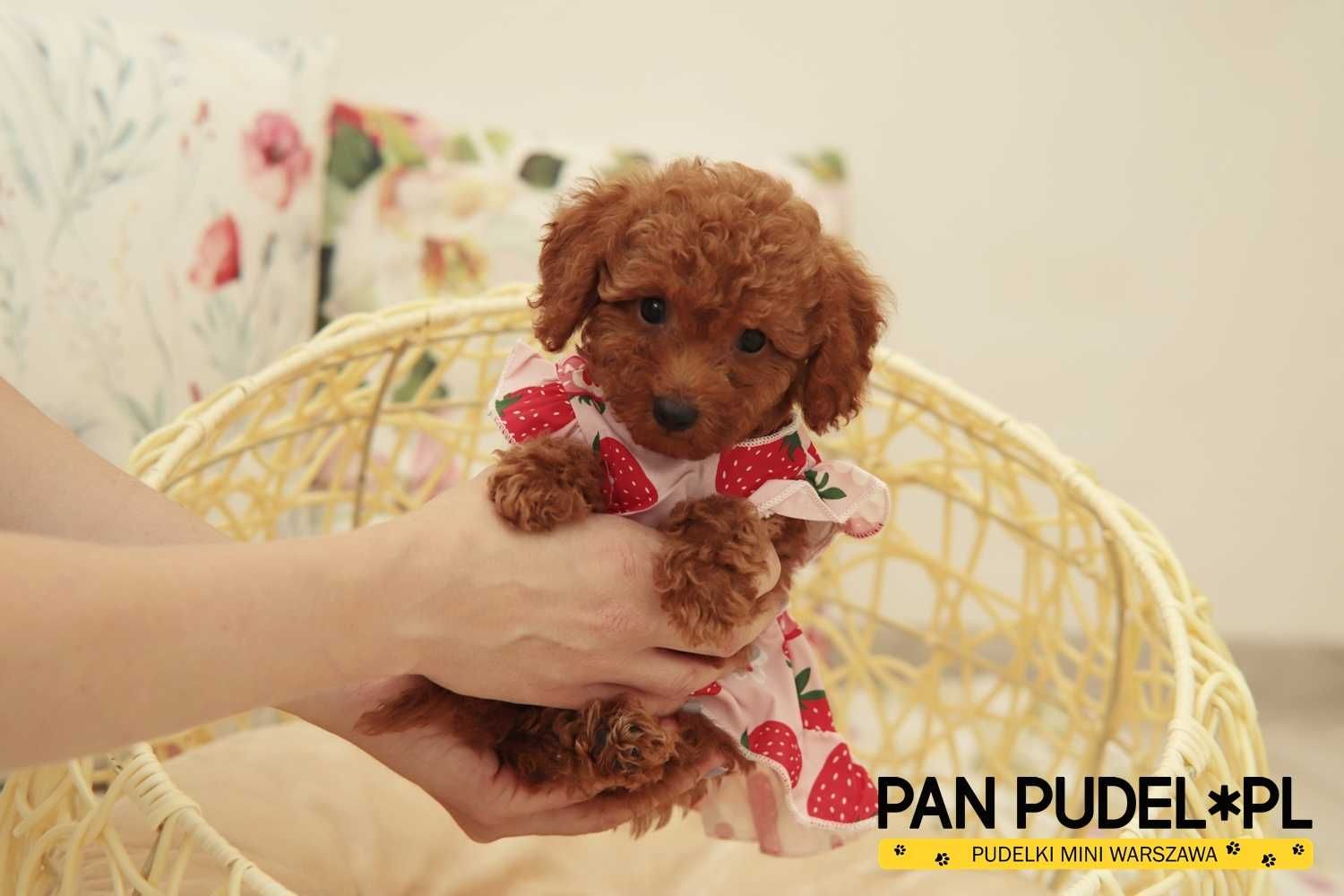 Pudel Toy/Mała Miniaturka Zjawiskowa Suczka Red Brown Czerwona Odbiór