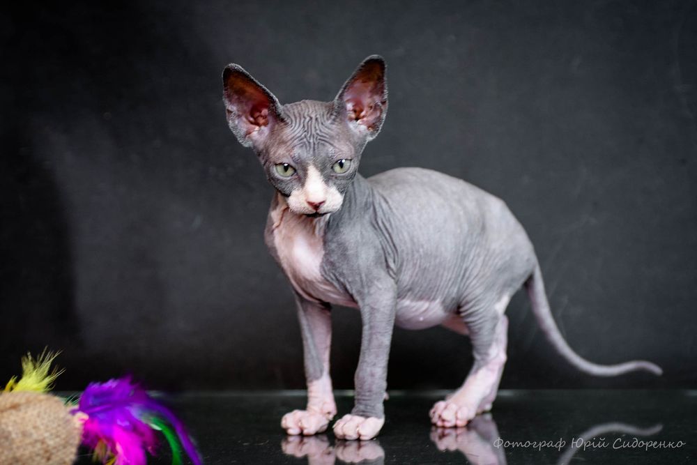 Сфинкс эльф , эльфик , шикарный мальчик, золотой характер,