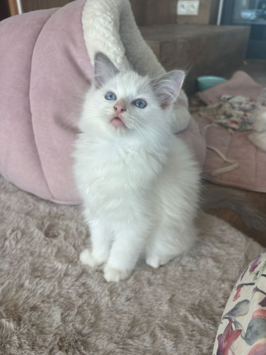 Ragdoll piękny kocurek FPL FIFE