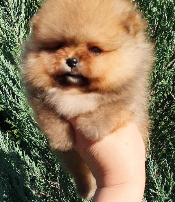 Померанский шпиц Мишка!