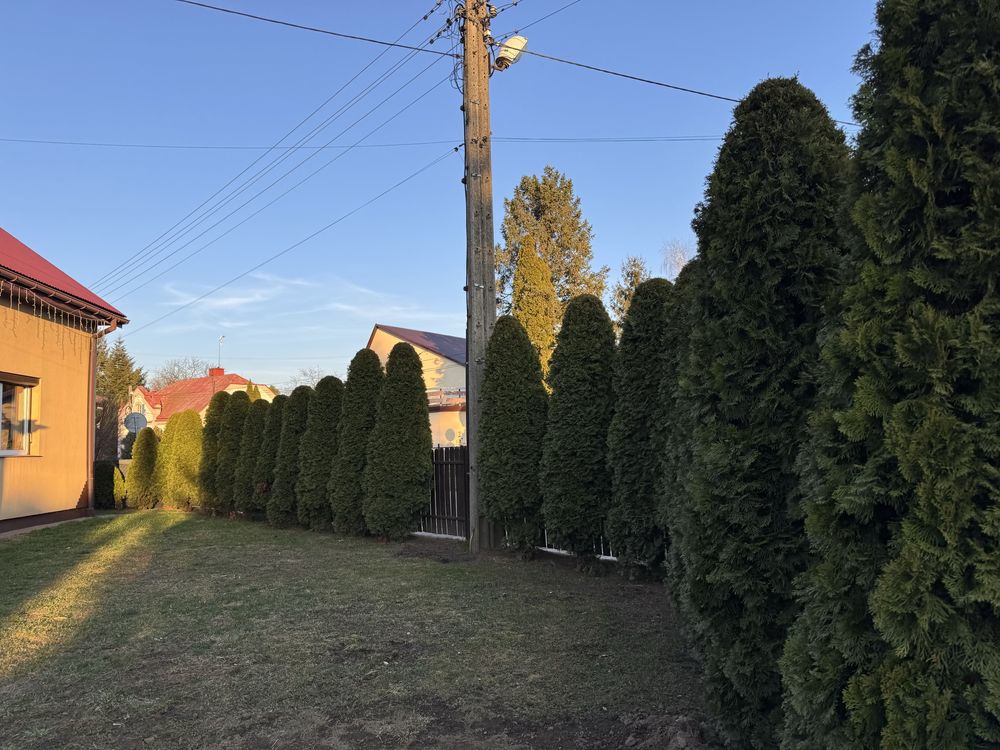 Tuja thuja szmaragd od 2 do 3 m