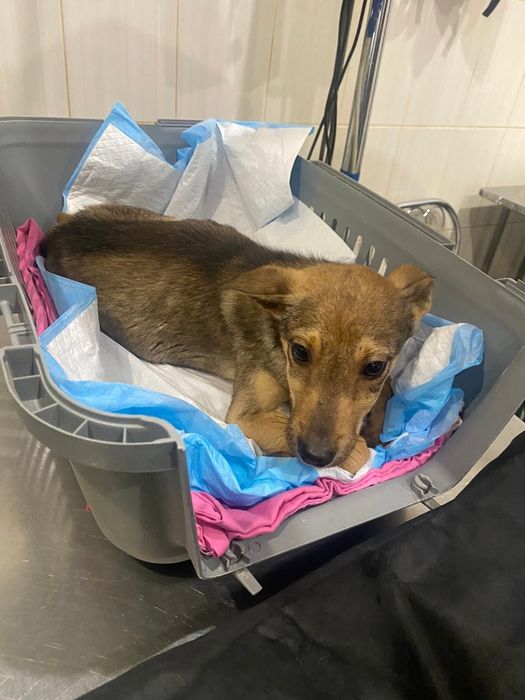 Подаруйте собачій дитинці родину!