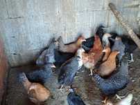 Gansos  galinhas patos perus fracas
