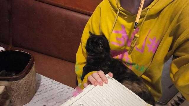 Кішка, віддам в добрі руки і заплачу за стерилізацію за потреби