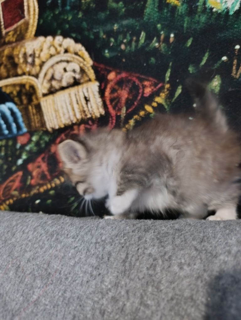 Кошечка бесплатно
