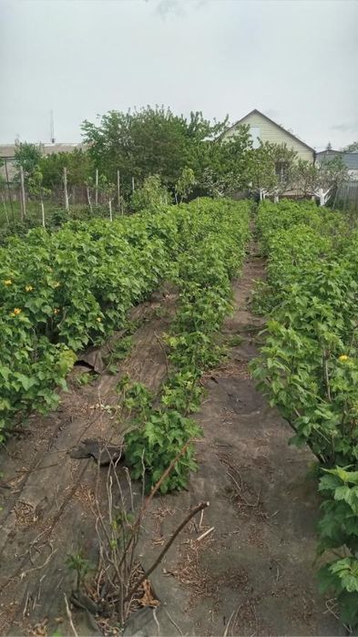 Будинок в самому центрі селища Рокитне Київської області