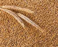 Пшениця зерно урожай 2023