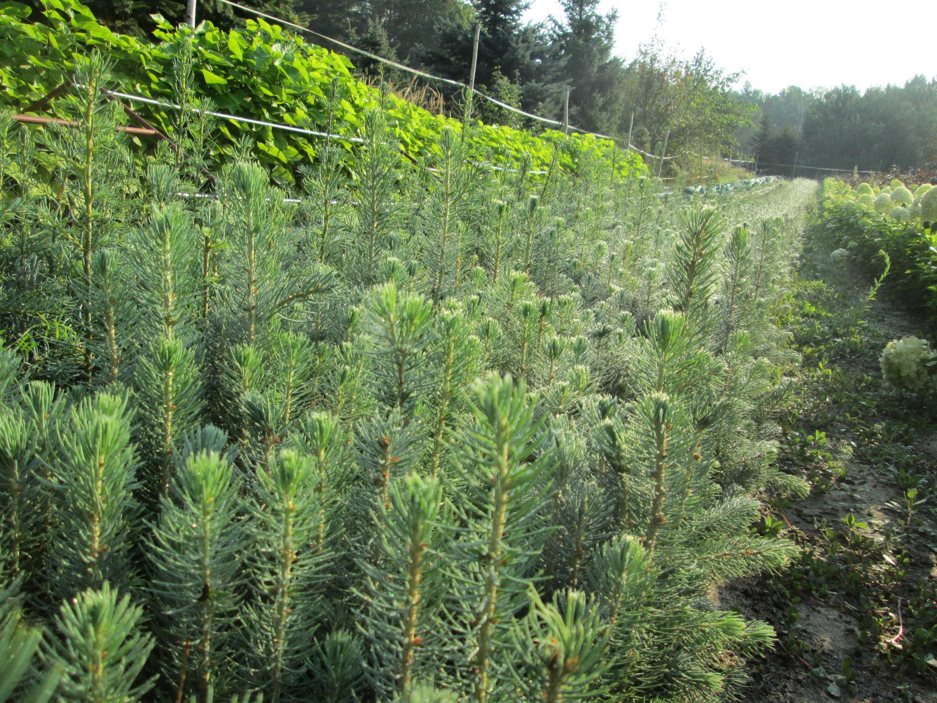 Świerk Kłujący Picea Pungens Glauca Kaibab