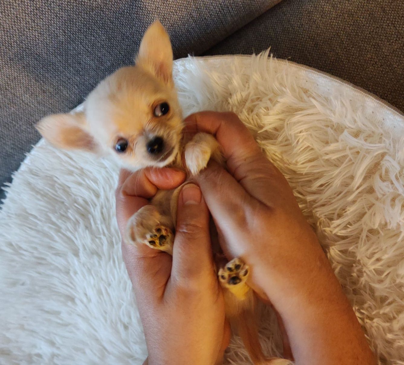 Chihuahua długowłosy chłopiec piesek samiec