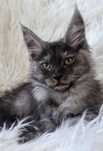 Doskonała kotka Maine Coon