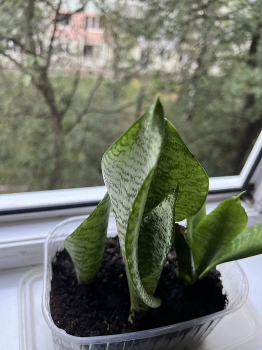 Сансевієрія, 4 молоді рослинки