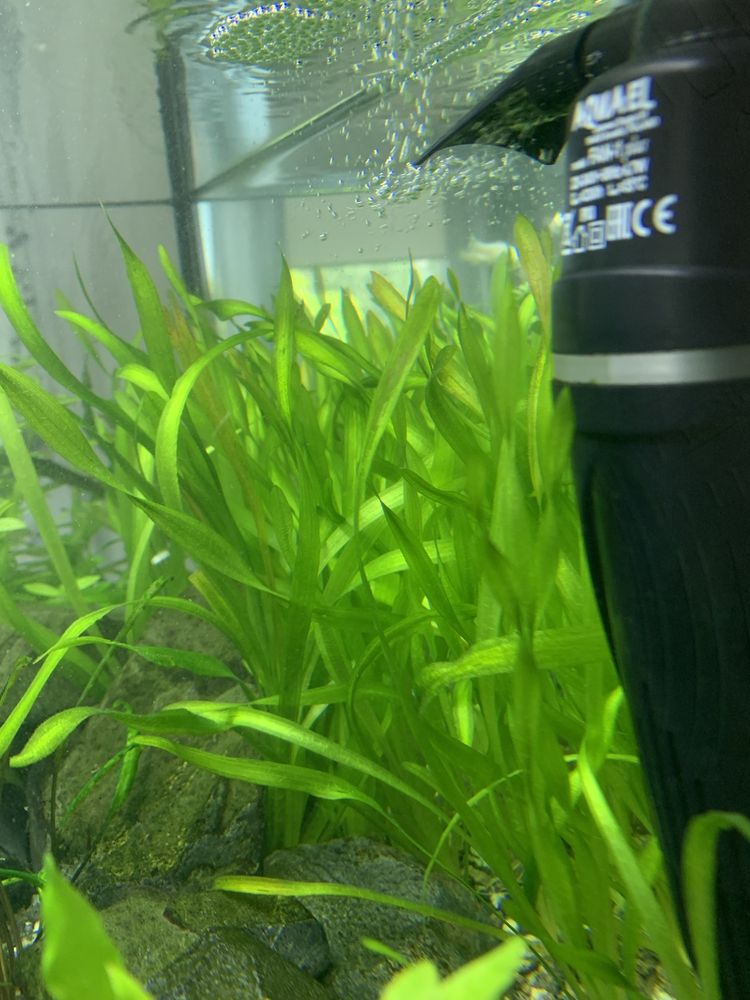 Nurzaniec Spiralis