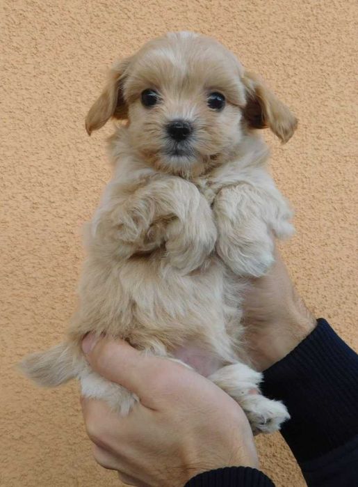 Мальтипу Ф - 1. Мини формат. Девочка baby face.