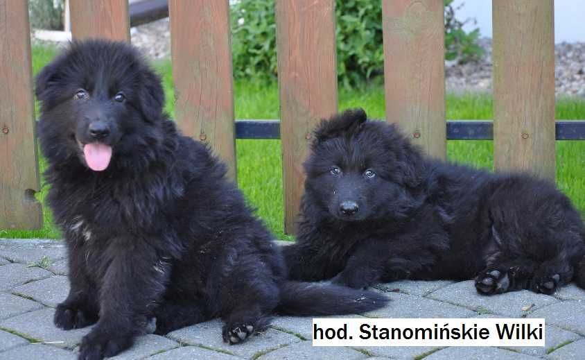 owczarek niemiecki czarny