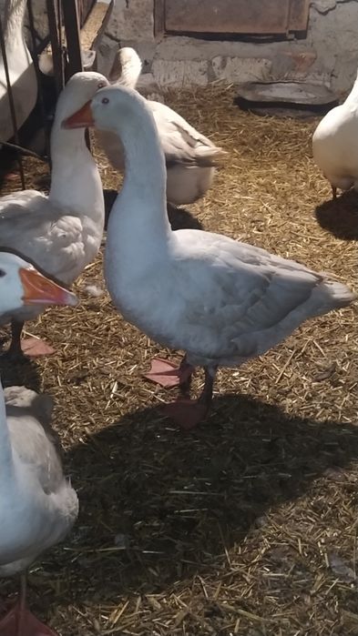 Гуси Мамути молоді і торішні