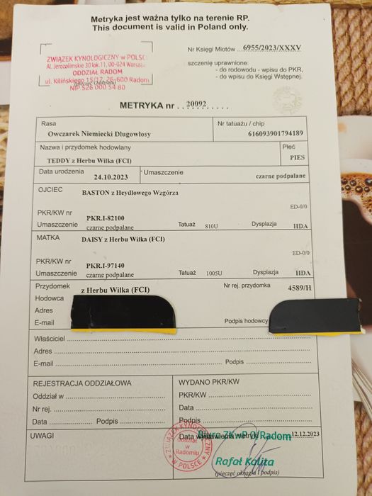 Oddam za darmo owczarka niemieckiego