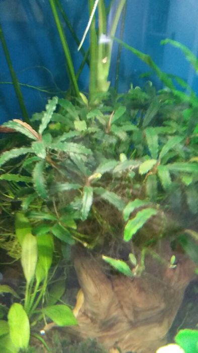 Rośliny pogostemon anubias bucephalandra