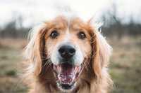 Borys - pies w typie rasy golden retriever prosi o szansę na dom