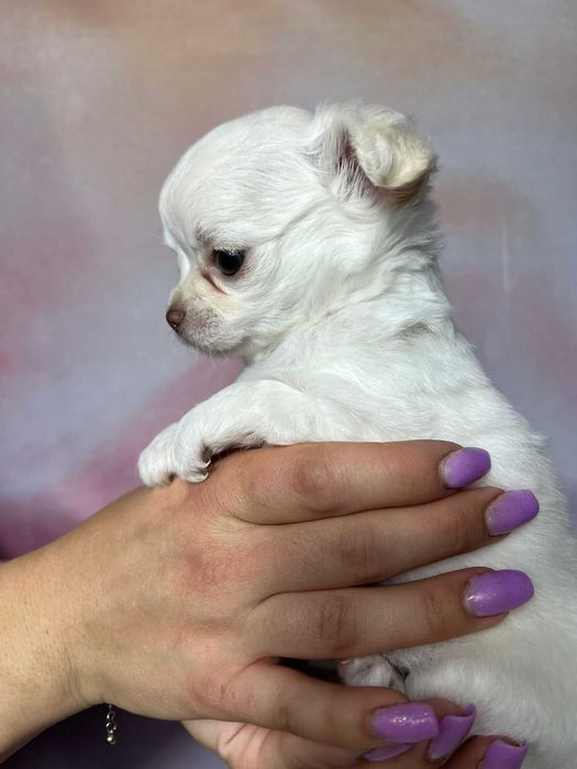 CZAKRA Suczka długowłosa Chihuahua biała szczeniak