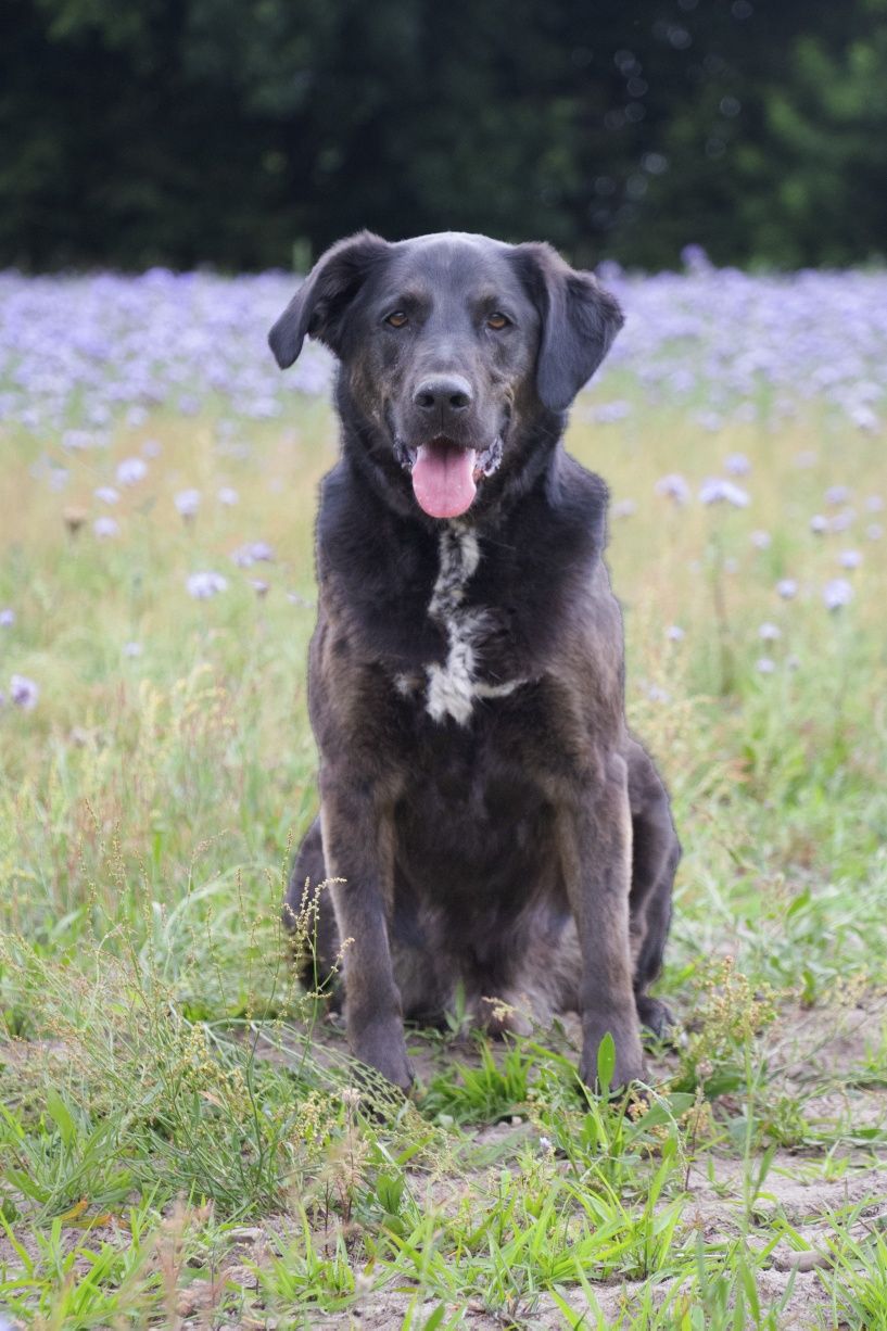 Rex - w typie labradora, do adopcji