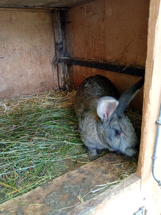 Sprzedam króliki samice, srokacze i nie tylko