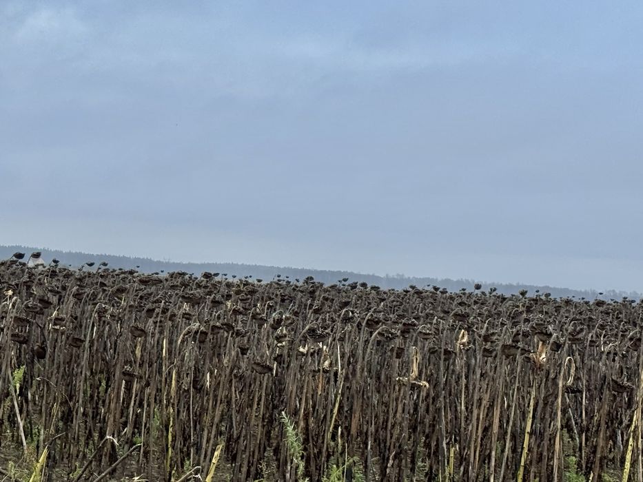 Земельна ділянка 20,17 га! с.Небелиця