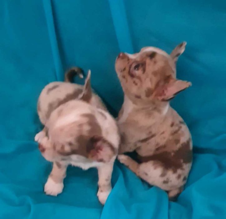 Мармурове диво. Хлопчик.