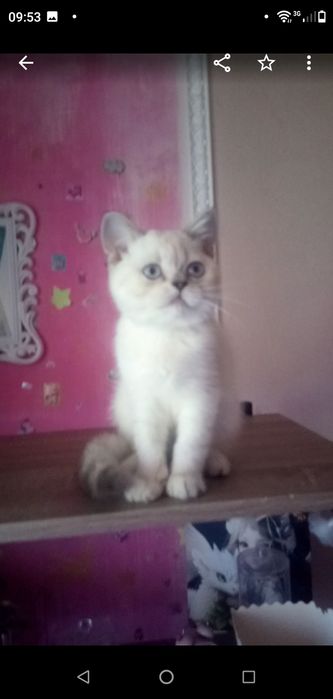 Котёнок,котик,серебристая шиншилла,Шотландский кот.