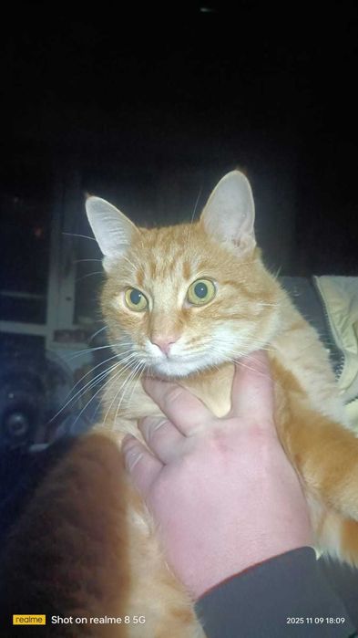 Котикам срочно нужен дом - хозяева умерли!