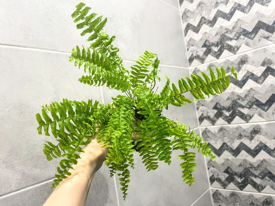 Папоротник Нефролепис - комнатное растение