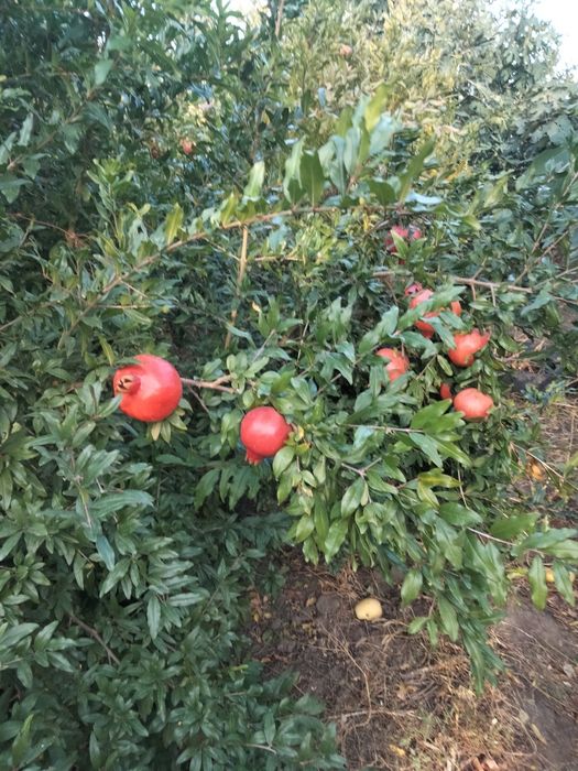 ГРАНАТ САЖЕНЦЫ ПРОДАМ.гюлоша розовая . крымский полосатый.хурма,