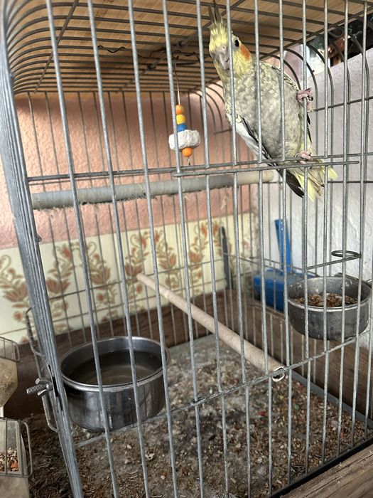 Caturras femeas uma delas mansa + gaiola grande